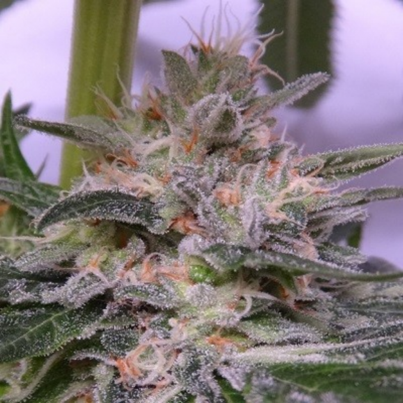 Ace Seeds Bubba Hash Fem - Imagen 1 Ace Seeds Bubba Hash Fem - Imagen 1