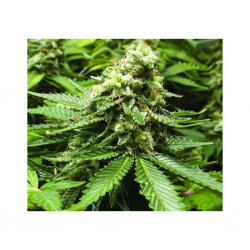 Advanced Seeds Early Widow Fem. - Imagen 1