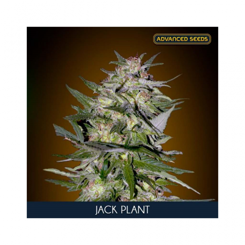 Advanced Seeds Jack Plant Fem. - Imagen 1