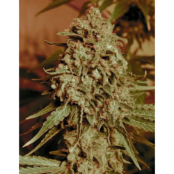 Advanced Seeds Somango Widow Fem. - Imagen 1