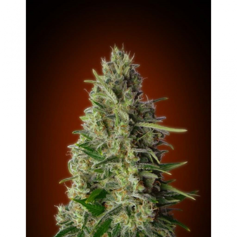 Advanced Seeds Kali 47 Fem. - Imagen 1