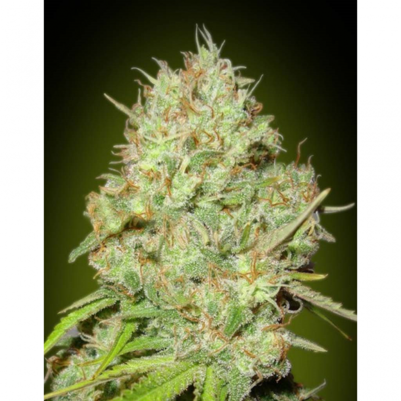 Advanced Seeds Feminized Collection Nº1 - Imagen 1