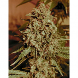 Advanced Seeds Feminized Collection Nº2 - Imagen 1
