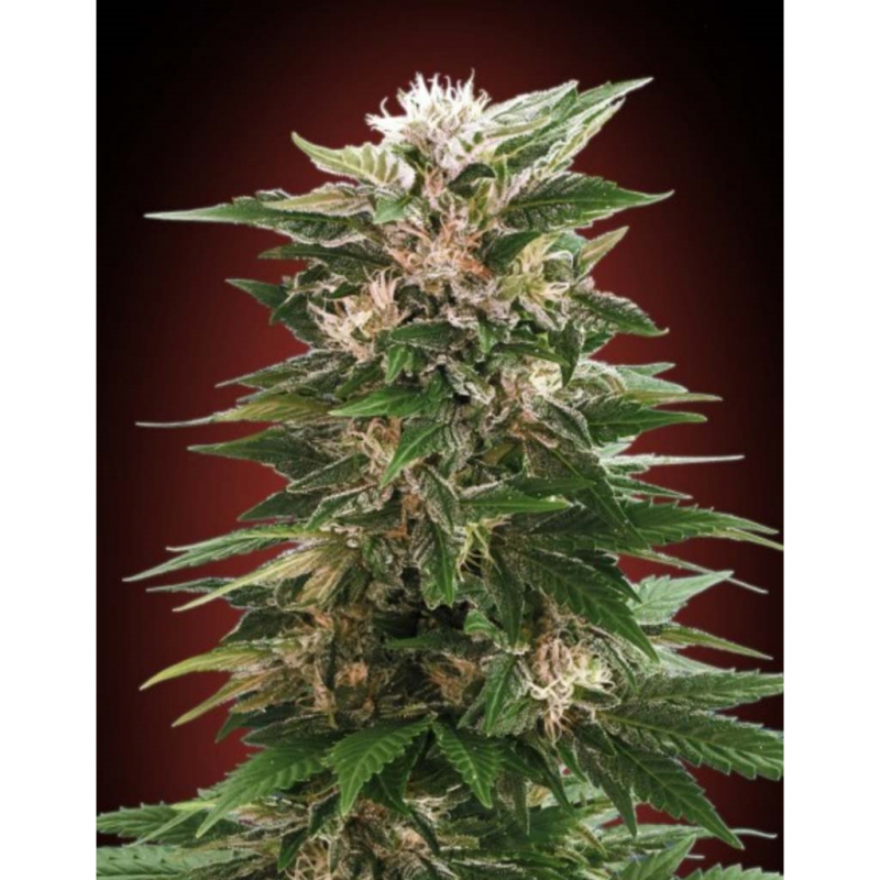 Advanced Seeds Feminized Collection Nº3 - Imagen 1