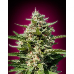 Advanced Seeds Feminized Collection Nº4 - Imagen 1