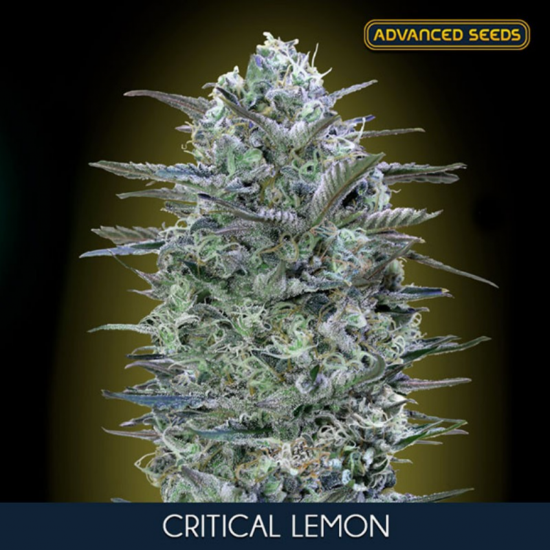 Advanced Seeds Critical Lemon Fem - Imagen 1