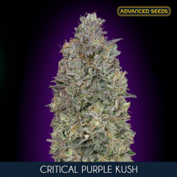Advanced Seeds Critical Purple Kush - Imagen 1