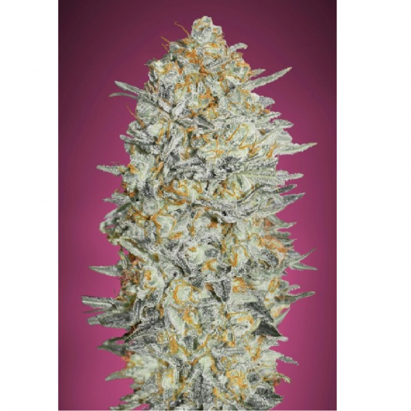 Advanced Seeds Gelato #33 Fem - Imagen 1