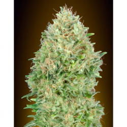 Advanced Seeds Pineapple Glue Fem - Imagen 1