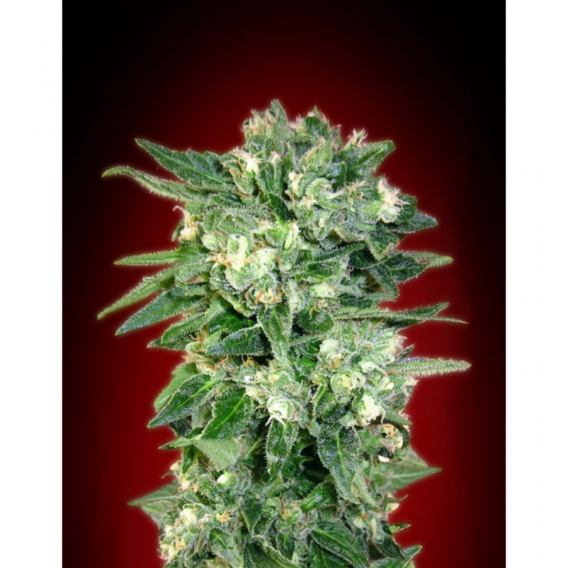 Advanced Seeds Auto Kaya 47 - Imagen 1