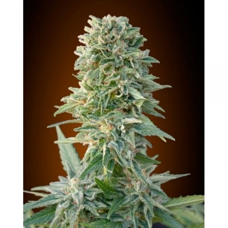 Advanced Seeds Auto Jack Herer - Imagen 1