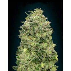 Advanced Seeds Auto Afghan Skunk - Imagen 1