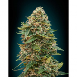 Advanced Seeds Auto Skunk 47 - Imagen 1