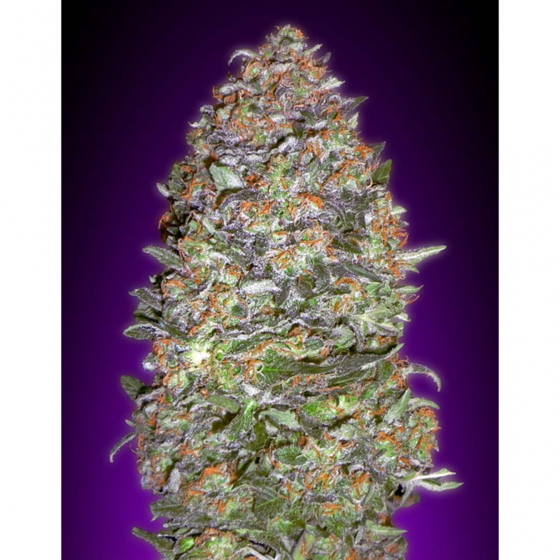 Advanced Seeds Auto Nyc Diesel - Imagen 1