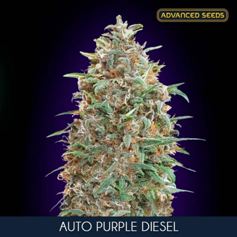 Advanced Seeds Auto Purple Diesel - Imagen 1