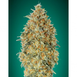 Advanced Seeds Auto Gorilla Blue - Imagen 1