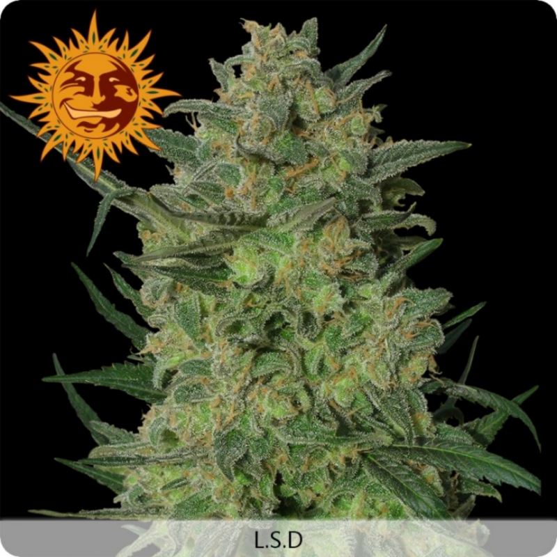 Barney´S Farm L.S.D. Fem - Imagen 1
