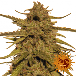 Barney's Farm Pineapple Haze 10 Und Reg - Imagen 1