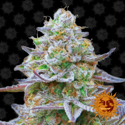 Barney´S Farm Gorilla Zkittlez Fem. - Imagen 1