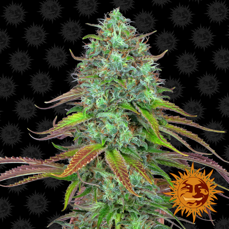 Barney´S Farm LSD Auto 1Und - Imagen 1 Barney´S Farm LSD Auto 1Und - Imagen 1