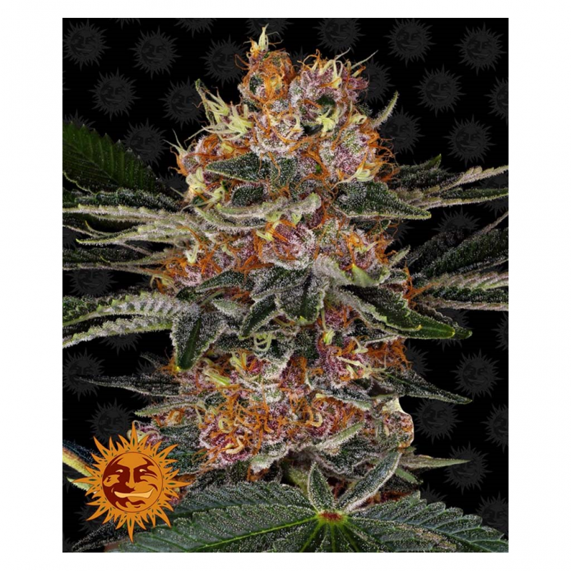 Barney´S Farm Purple Punch Fem - Imagen 1