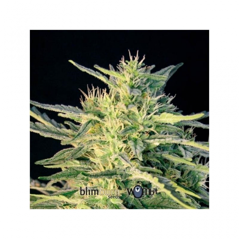 Blimburn Seeds Wombat Fem - Imagen 1