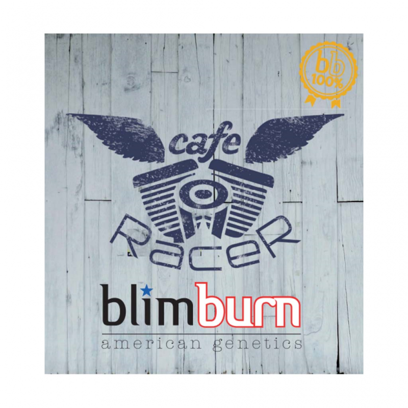 Blimburn Seeds Cafe Racer Fem - Imagen 1