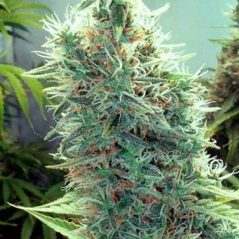 Blimburn Seeds Cindy 99 Fem - Imagen 1