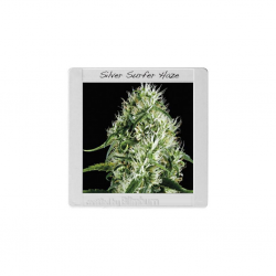 Blimburn Seeds Silver Surfer Haze Fem - Imagen 1