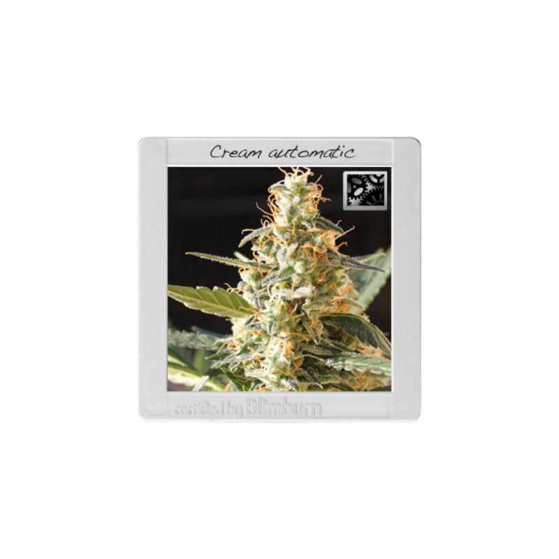 Blimburn Seeds Cream Auto - Imagen 1