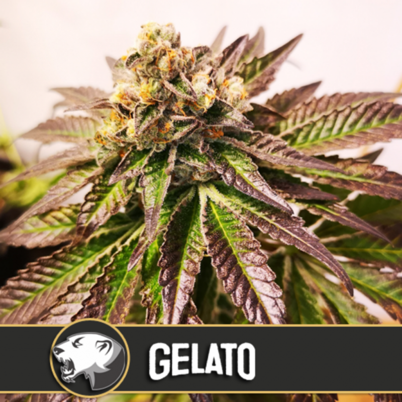 Blimburn Seeds Gelato Fem - Imagen 1 Blimburn Seeds Gelato Fem - Imagen 1
