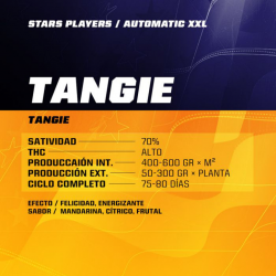 BSF Seeds Tangie XXL Auto - Imagen 1