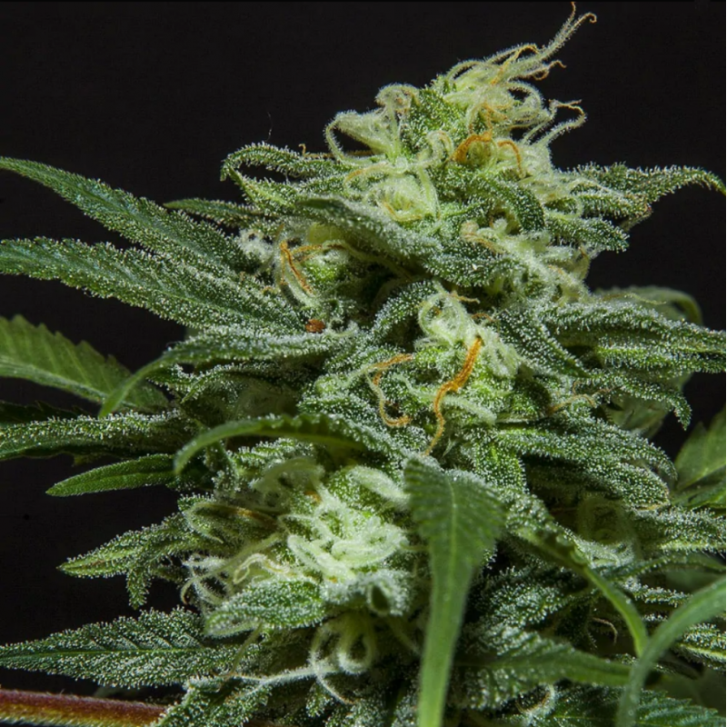 BSF Seeds Lebron Haze XXL Auto - Imagen 1
