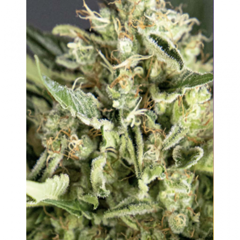 BSF Seeds Double Cookies Auto (Star Players) - Imagen 1