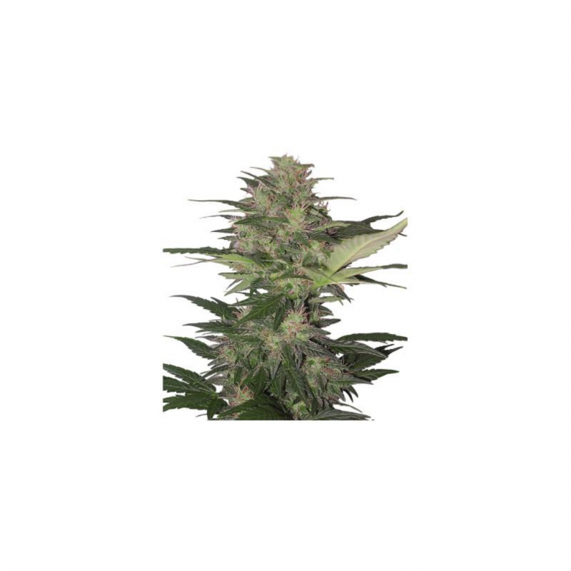 Buddha Seeds Red Dwarf Auto - Imagen 1 Buddha Seeds Red Dwarf Auto - Imagen 1