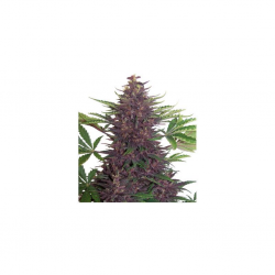 Buddha Seeds Purple Kush Auto - Imagen 1