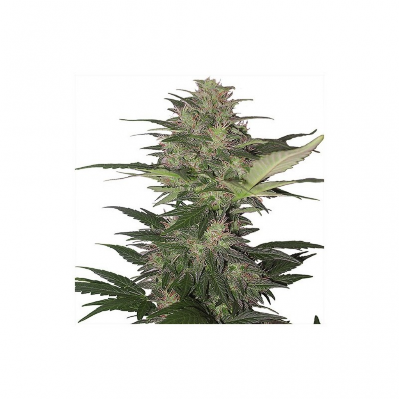 Buddha Seeds Red Dwarf Blister 10Und Regular - Imagen 1 Buddha Seeds Red Dwarf Blister 10Und Regular - Imagen 1