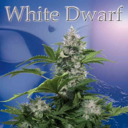 Buddha Seeds White Dwarf Blister 10Und Regular - Imagen 1