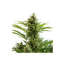 Buddha Seeds Vesta Auto - Imagen 1