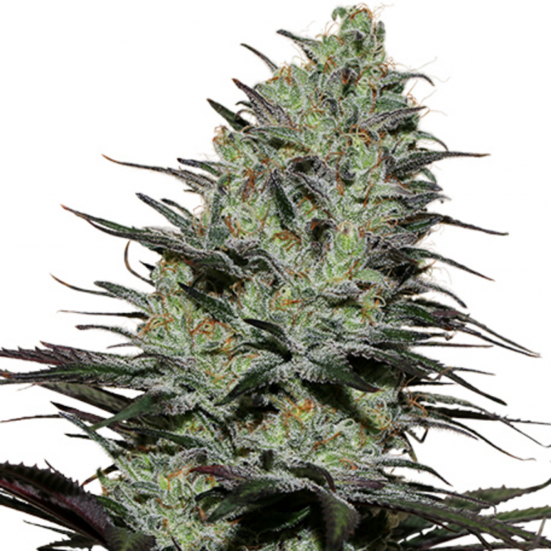 Buddha Seeds Morpheus - Imagen 1 Buddha Seeds Morpheus - Imagen 1
