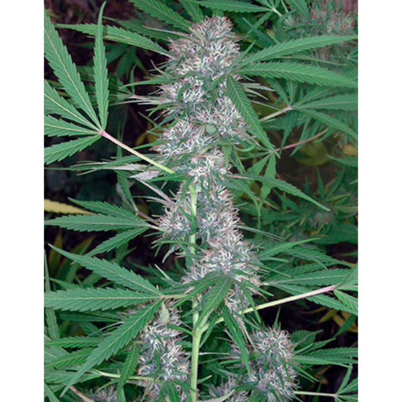 Cannabiogen Caribe Fem. - Imagen 1 Cannabiogen Caribe Fem. - Imagen 1