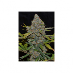 Cannabiogen Auto CBG - Imagen 1