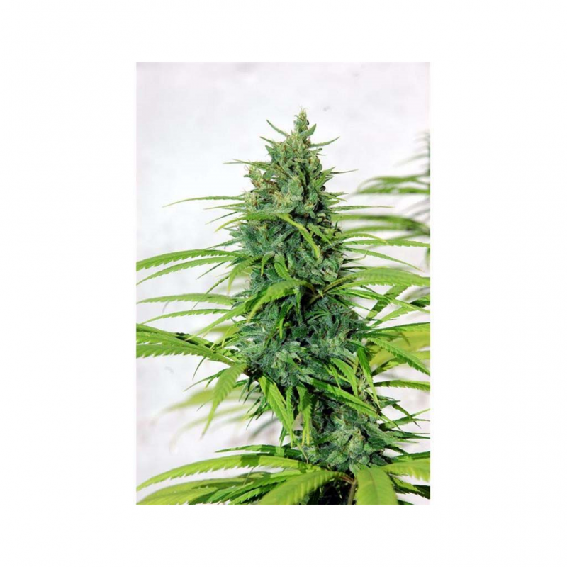 Cannabiogen Purple Mexican Fem. - Imagen 1 Cannabiogen Purple Mexican Fem. - Imagen 1