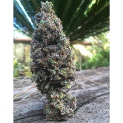 Cbd Amnesia Fem - Imagen 1