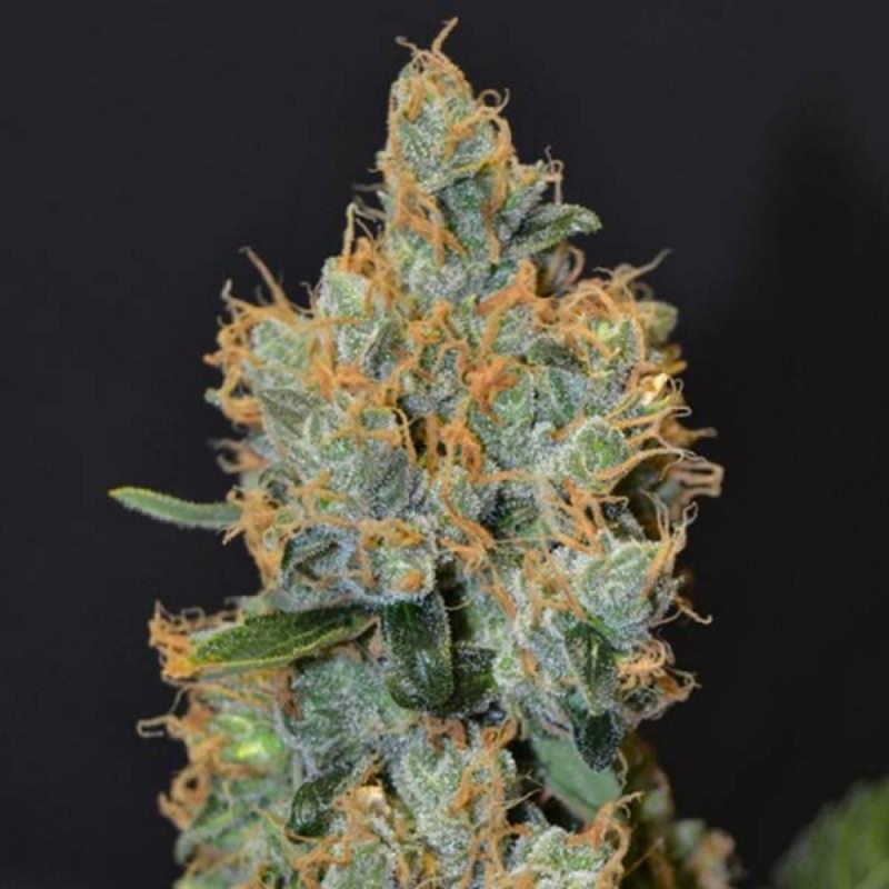 Cbd Lavender Fem - Imagen 1 Cbd Lavender Fem - Imagen 1