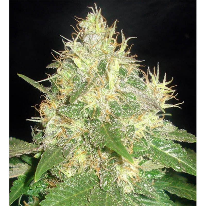 Delicious Seeds Northern Light Blue Auto - Imagen 1