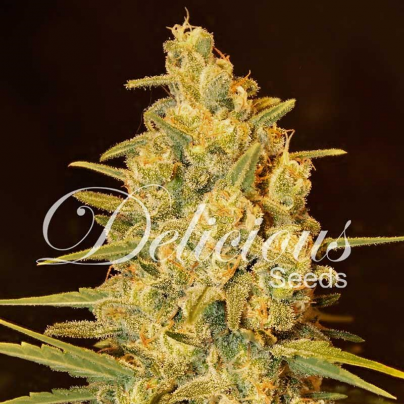 Delicious Seeds Critical Sensi Star Fem - Imagen 1 Delicious Seeds Critical Sensi Star Fem - Imagen 1