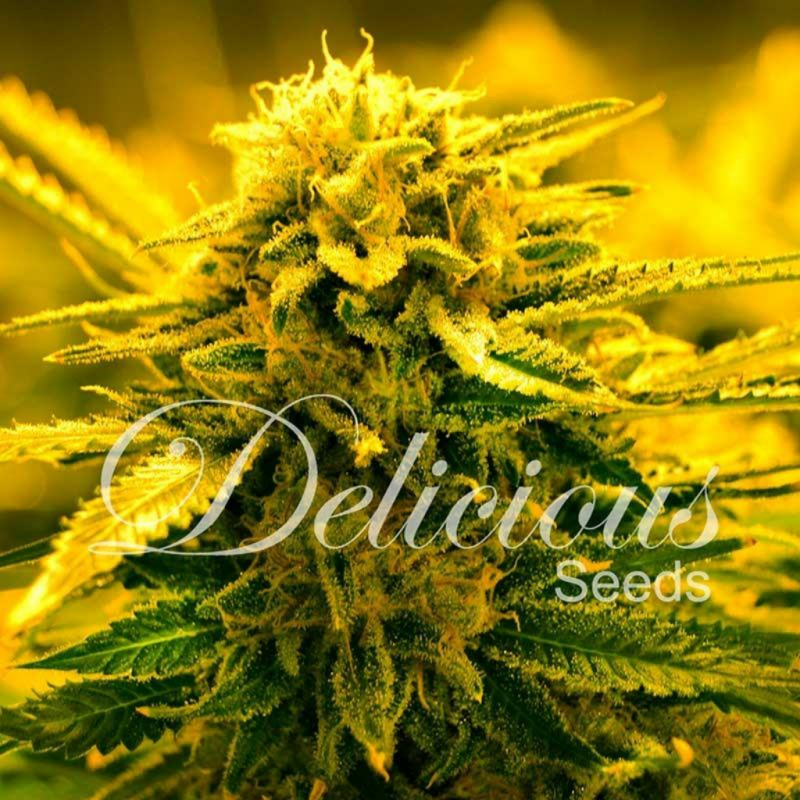 Delicious Seeds Sugar Black Rose Auto - Imagen 1 Delicious Seeds Sugar Black Rose Auto - Imagen 1