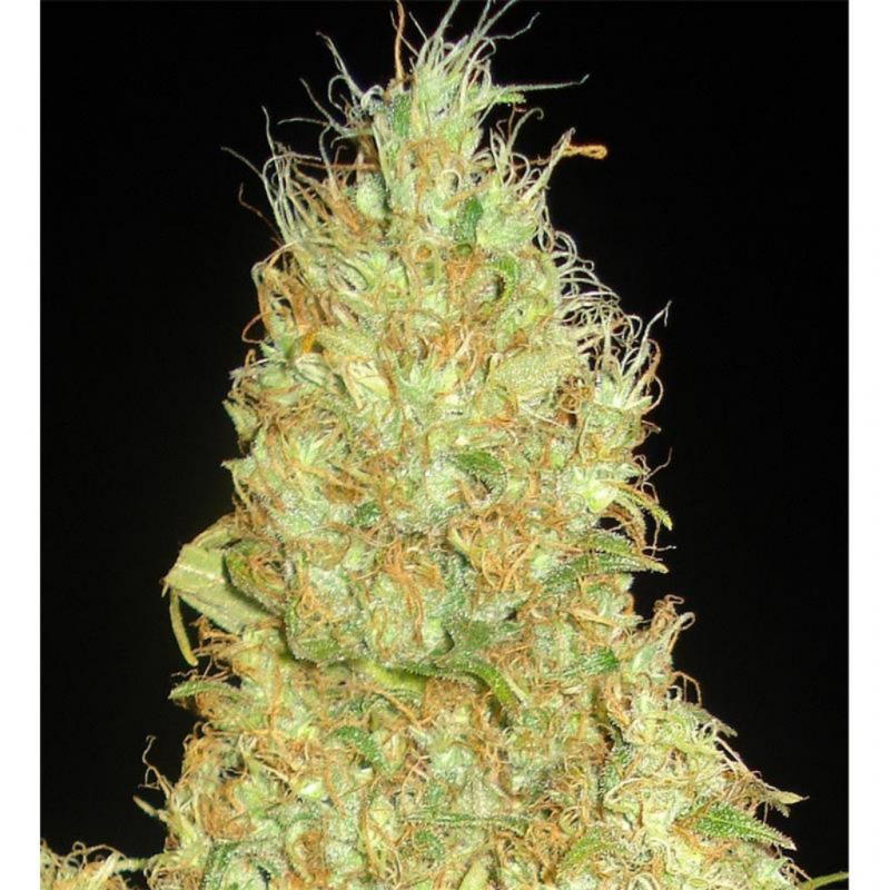 Delicious Seeds Fruitty Chronic Juice Fem - Imagen 1 Delicious Seeds Fruitty Chronic Juice Fem - Imagen 1