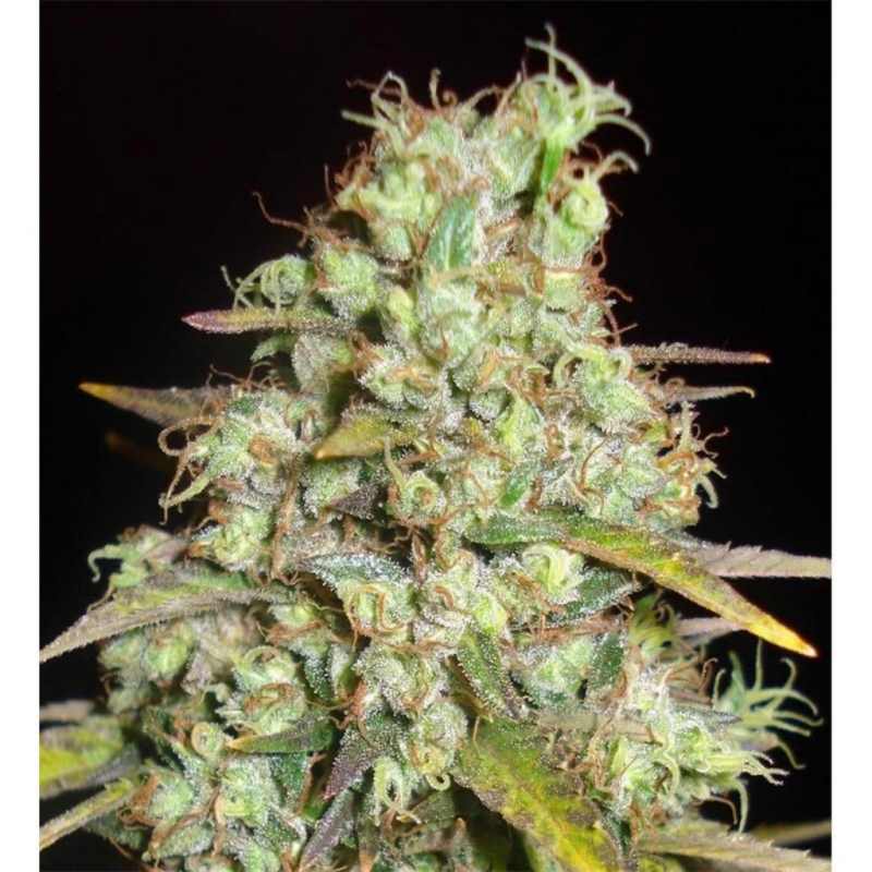 Delicious Seeds Critical Super Silver Haze Fem. - Imagen 1 Delicious Seeds Critical Super Silver Haze Fem. - Imagen 1